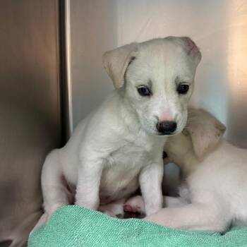 Lana -  Labrador Retriever and Husky Dog for Adoption in Pasadena, California - Lana | PetCurious