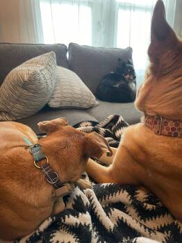 Labrador Retriever and Hound Dogs Available for Adoption in Erin, Ontario - Tia | PetCurious