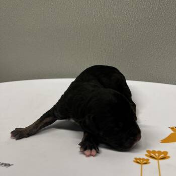 Bay -  Terrier Dog for Adoption in Tampa, Florida - Bay | PetCurious