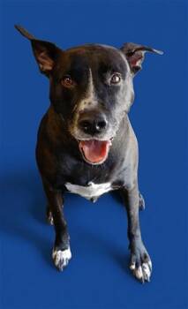 Mixed Breed Dogs Available for Adoption - LUKA | PetCurious