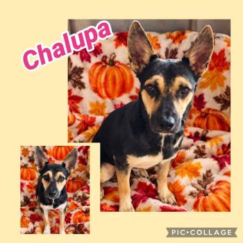 Chalupa -  Rat Terrier Dog for Adoption in Ringwood, New Jersey - Chalupa | PetCurious