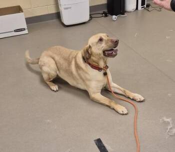 Luke -  Labrador Retriever Dog for Adoption in Warrington, Pennsylvania - Luke | PetCurious
