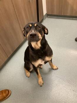 Rottweiler and Labrador Retriever Dogs Available for Adoption in Baytown, Texas - BRUNO | PetCurious