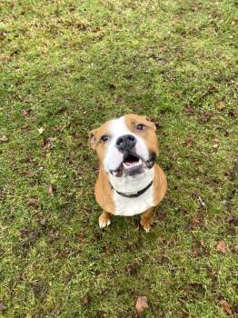 Rescue Pit Bull Terrier and Mixed Breed Dogs for Adoption in Cortland, New York - Tank | PetCurious