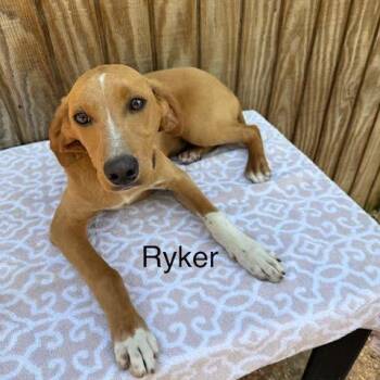 Poodle and Mixed Breed Dogs Available for Adoption - Ryker | PetCurious