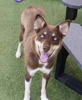 Nani Athens -  Husky and Australian Kelpie Dog for Adoption in Rockaway, New Jersey - Nani Athens | PetCurious