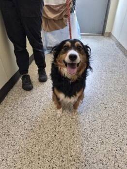 ROBERT -  Mixed Breed Dog for Adoption - ROBERT | PetCurious