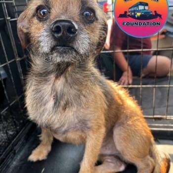 Kare-Bear -  Border Terrier and Chihuahua Dog for Adoption in Edmond, Oklahoma - Kare-Bear | PetCurious