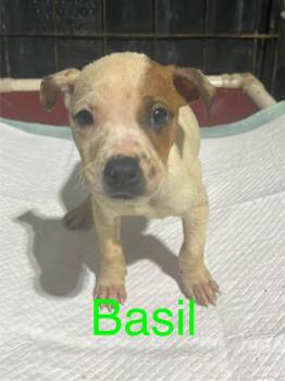 Rescue Australian Cattle Dog Blue Heeler Dogs for Adoption in Chattanooga, Tennessee - Basil Amaretto Fennel | PetCurious