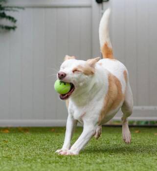Monica -  Labrador Retriever and Terrier Dog for Adoption in Bloomfield, Connecticut - Monica | PetCurious
