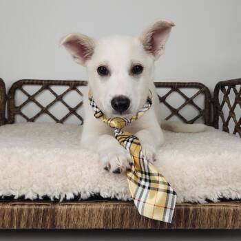 Siberian Husky Dogs Available for Adoption in Fort Wayne, Indiana - Albo | PetCurious