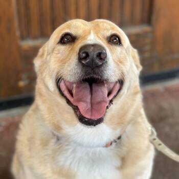 Labrador Retriever Dogs Available for Adoption in Richmond, Virginia - Tasha | PetCurious