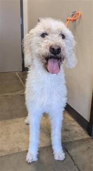 SUGAR -  Poodle and Mixed Breed Dog for Adoption in Ontario, California - SUGAR | PetCurious
