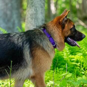 Baby (26-213) -  German Shepherd Dog Dog Available for Adoption in New Ringgold, Pennsylvania - Baby (26-213) | PetCurious