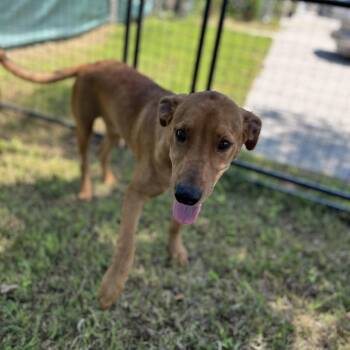 Chicken -  Mixed Breed Dog for Adoption in Warwick, Rhode Island - Chicken | PetCurious