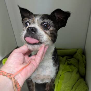Missy -  Boston Terrier Dog for Adoption in Fulton, Texas - Missy | PetCurious