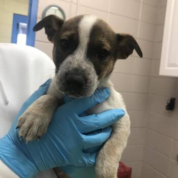 Scout "Flynn" -  Mixed Breed Dog for Adoption in Huntsville, Alabama - Scout "Flynn" | PetCurious