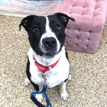 Retriever and Pit Bull Terrier Dogs Available for Adoption - Blue | PetCurious