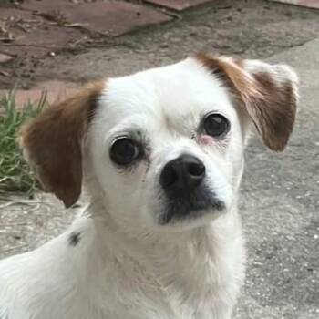 Natty Gann -  Mixed Breed Dog for Adoption in Wilmington Island, Georgia - Natty Gann | PetCurious