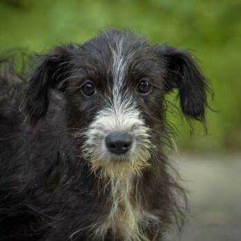 Sable -  Wirehaired Terrier Dog for Adoption in Lambertville, New Jersey - Sable | PetCurious