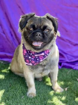 LOUISE -  French Bulldog Dog for Adoption in Rowland Heights, California - LOUISE | PetCurious