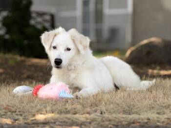 Chalk -  Australian Shepherd and Great Pyrenees Dog for Adoption in Portland, Oregon - Chalk | PetCurious