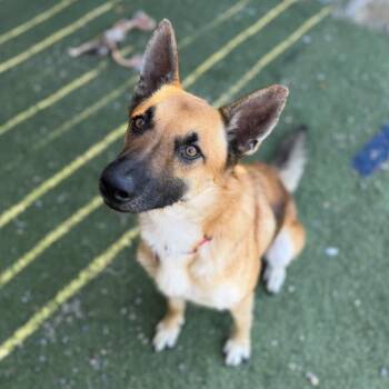 Rondo -  Shepherd Dog for Adoption in San Diego, California - Rondo | PetCurious