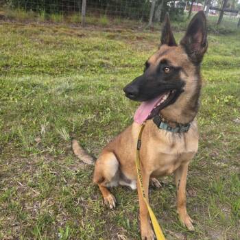 Rescue Belgian Shepherd Malinois Dogs for Adoption in Venice, Florida - DB | PetCurious