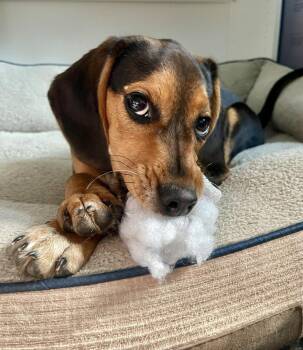 Beagle Dogs Available for Adoption - Poppy | PetCurious