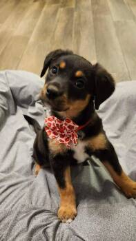 Labrador Retriever and Rottweiler Dogs Available for Adoption in Humble, Texas - Frijole  | PetCurious