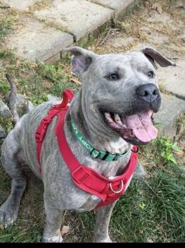 Mixed Breed Dogs Available for Adoption in Chamblee, Georgia - Po Boy | PetCurious