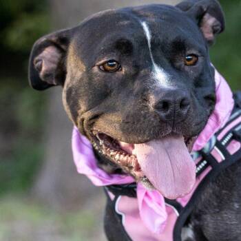 Cheer -  Pit Bull Terrier Dog for Adoption in Detroit, Michigan - Cheer | PetCurious