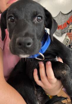 Rescue Rottweiler and Hound Dogs for Adoption in Labelle, Florida - Sapphire | PetCurious