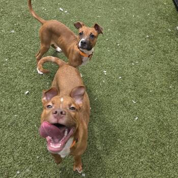 Mixed Breed Dogs Available for Adoption in Binghamton, New York - Zeke | PetCurious