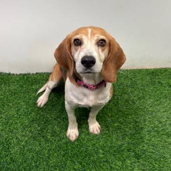 Beagle Dogs Available for Adoption in Columbia, Missouri - Moira | PetCurious