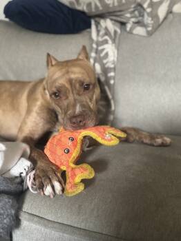 Rescue Mixed Breed Dogs for Adoption in New York, New York - Toast | PetCurious