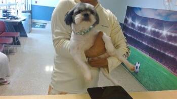 MORNINGSUMMER -  Shih Tzu Dog for Adoption in Doral, Florida - MORNINGSUMMER | PetCurious