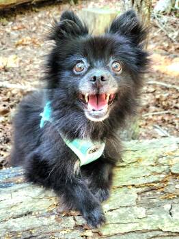 Mochi -  Pomeranian Dog for Adoption in Pelzer, South Carolina - Mochi | PetCurious