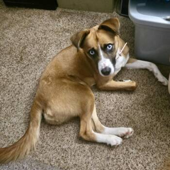 Beagle and Mixed Breed Dogs Available for Adoption in Kokomo, Indiana - Honey | PetCurious