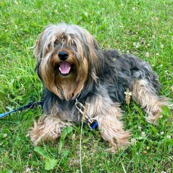 BEAR -  Yorkshire Terrier Dog for Adoption in Kittanning, Pennsylvania - BEAR | PetCurious
