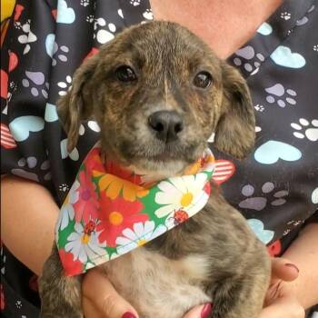 Rescue Mixed Breed Dogs for Adoption in Woolwich, Maine - Queen | PetCurious