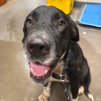 Yeller -  Labrador Retriever and Mixed Breed Dog for Adoption in Yuma, Arizona - Yeller | PetCurious