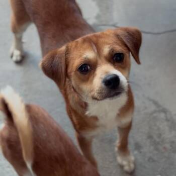 Chopper A2296648 -  Chihuahua Dog for Adoption in Los Angeles, California - Chopper A2296648 | PetCurious
