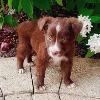 Griffen -  Mixed Breed Dog for Adoption in Itasca, Illinois - Griffen | PetCurious