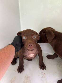 Oaklynn -  Labrador Retriever Dog for Adoption in Mobile, Alabama - Oaklynn | PetCurious