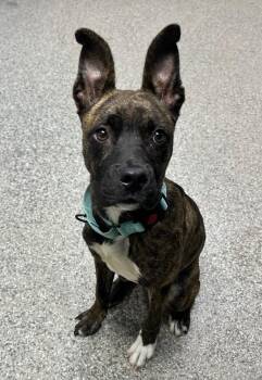 Poe -  Mountain Cur and Mixed Breed Dog for Adoption in Blountville, Tennessee - Poe | PetCurious