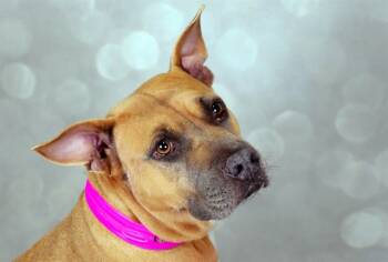 Rescue Pit Bull Terrier and Mixed Breed Dogs for Adoption in Fort Lauderdale, Florida - JANETT | PetCurious