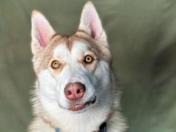 Siberian Husky Dogs Available for Adoption in Portland, Oregon - Arrow | PetCurious