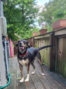 Yona..........Fee Sponsored -  Shepherd Dog for Adoption in Byrdstown, Tennessee - Yona..........Fee Sponsored | PetCurious
