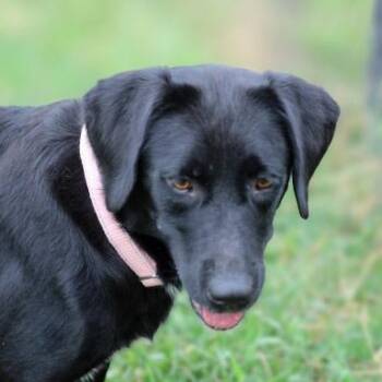 Glenda -  Black Labrador Retriever Dog for Adoption in Lebanon, Tennessee - Glenda | PetCurious